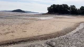 Tombolo to tombolo on wider mudflats along the coast [upl. by Nedyaj213]