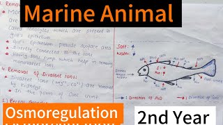 Marine AnimalsOsmoregulationOsmoconformersOsmoregulator [upl. by Bolger]