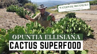 Superfood Opuntia Ellisiana [upl. by Tews272]