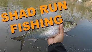 2018 Shad Run Fishing at Occoquan River VA [upl. by Einnaffit]