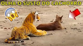 Assustando CACHORRO com TIGRE de pelucia 😱😆  Fake Tiger vs Real Dogs Prank Very Funny [upl. by Delsman]