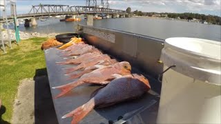 Got Done By The Gun Snapper Fishing Batemans Bay [upl. by Rhtaeh88]