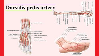 dorsalis pedis artery [upl. by Vivyan]