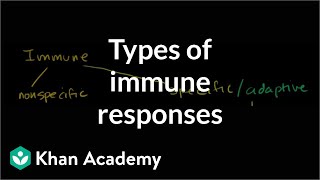 Types of immune responses Innate and adaptive humoral vs cellmediated  NCLEXRN  Khan Academy [upl. by Neyugn867]