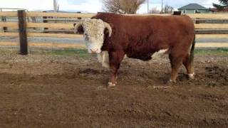 Hereford stud bull with attitude [upl. by Rafaelia]