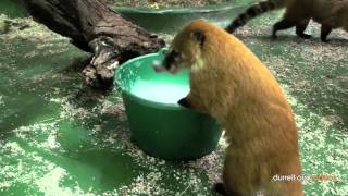 Coati morning feed and clean [upl. by Pitzer]