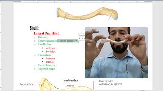 Clavicle bone  anatomy of clavicle bone  clavicle bone external features [upl. by Annoya]