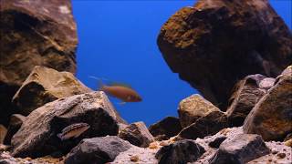 Lake Tanganyika Biotope Aquarium [upl. by Adair79]