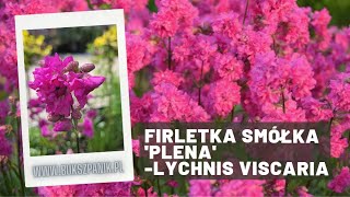 Firletka Smókła Plena [upl. by Ecar277]