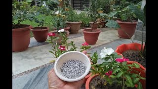 what is DAP fertilizer amp How to use DAP Fertilizer in plants [upl. by Modie]