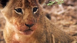 Two Lion Cubs Get a Lesson in Sharing [upl. by Ardnos322]