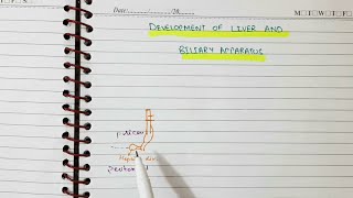 Development of Liver and Bile duct  Alimentary System Part 4 [upl. by Neggem47]