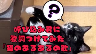 呼び込み君に歌詞つけてみた｢猫のあるあるの歌｣ [upl. by Malek]