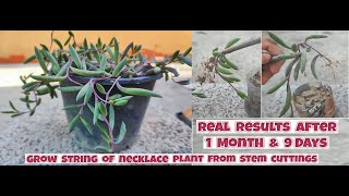 How to grow Ruby Necklace Plant from stem cuttings  Propagation of Othonna capensis [upl. by Annaiuq]