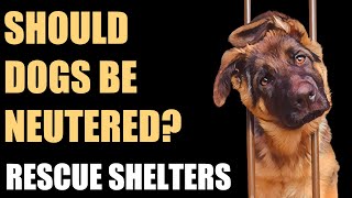 The risks and benefits of neutering dogs  Part 2 [upl. by Ashleigh602]