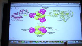 14 Biochemistry Enzyme Regulation I Lecture for Kevin Aherns BB 450550 [upl. by Bob]