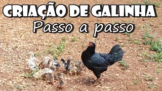 Criação de GALINHA CAIPIRA  passo a passo com Fran Adorno [upl. by Llemej]