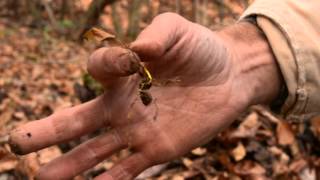 The life cycle of goldenseal [upl. by Airamasor353]