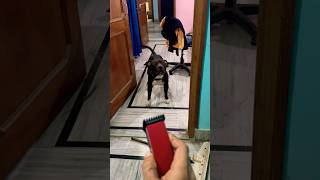 Jack angry on trimmer subscribe pitbullsofficial ytshorts viralshort [upl. by Letsyrhc351]