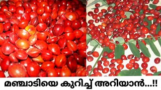 Red lucky seed HuntingRed sandal woodCoraltreeമഞ്ചാടിയെ കുറിച്ച് അറിയാൻAdenanthera Pavonina [upl. by Stich]