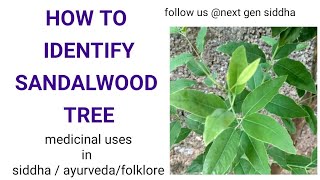 SANDALWOOD TREEHow to identify Cultivation procedures medicinal uses of SANTALUM ALBUM [upl. by Airtemad]