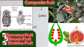 Composite fruitSynconus FruitSorosis FruitStrobilus Fruit mscbotany [upl. by Zel]