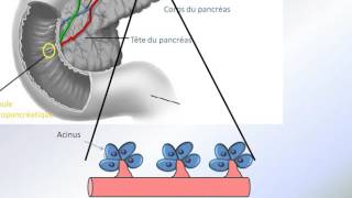 Pancreas [upl. by Essined709]