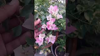 Variegated Bougainvillaea Flowers 🌸🌺 [upl. by Bouzoun]