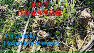 发财了，我今天采到好多羊肚菌Im so lucky I found lots of morels [upl. by Waldon]