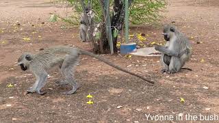 Cute monkeys at camp in Kruger National Park [upl. by Urbannai292]