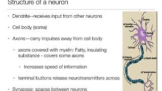 Introduction to Psychology 21  The Brain and Behavior  Nervous System and Neurons [upl. by Saravat]