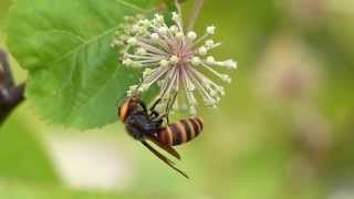 Hornet on Japanese Spikenard コガタスズメバチ♀がウドに訪花吸蜜 [upl. by Erinn]