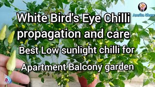 How to grow Birds Eye Chilli from seeds and full care tutorial  Thai Chilli plant care amritashaw [upl. by Edrea]