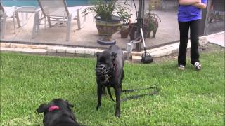 AGGRESSIVE DOG plays with other dogs for the 1st time in her life [upl. by Ffilc959]