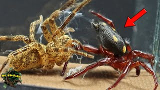 ¡ENCUENTRO entre una ARAÑA CAZADORA y una ARAÑA TEJEDORA nos MUESTRA SUS HABILIDADES [upl. by Natal]