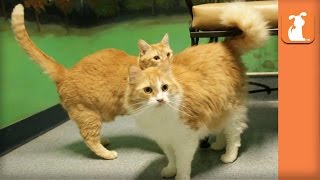 Bonded Pair of Cats Been at Shelter for 7 Months Waiting for New Home [upl. by Tager443]