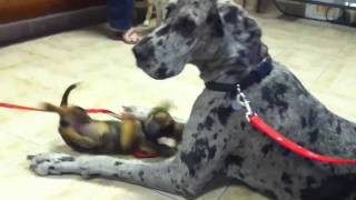 Great Dane at vet [upl. by Anatnom]