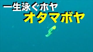 【 オタマボヤ 】ホヤがハウスで浮遊生活 Oikopleura dioica [upl. by Emmet]