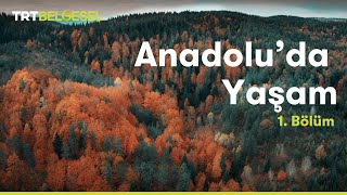 Anadoluda Yaşam  Orman  TRT Belgesel [upl. by Marius537]