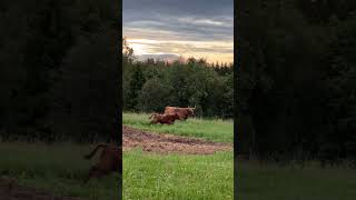 Highland Cattle Cow Mooing The Perfect Video to Help You Sleep [upl. by Enerahs]