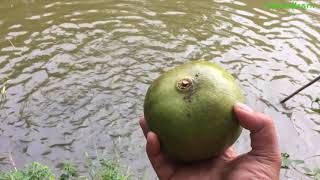 Pick the Miracle calabash fruit and feed the fish and the end  lifeandlearn [upl. by Conlan]