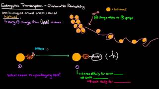 Chromatin Remodeling in Eukaryotes [upl. by Enelram]