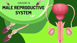 Male reproduction system  Structures and Function [upl. by Nahtanhoj]