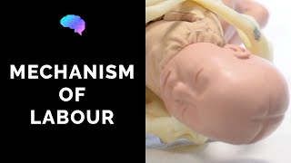 Mechanism of Labour amp Fetal Positions  OSCE Guide  UKMLA  CPSA [upl. by Leddy]