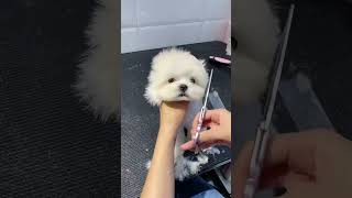 How a Simple Bath Made This Pomeranian a Star [upl. by Ahcas471]