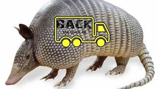 15 Amazing Facts about the Armadillo [upl. by Xyno]