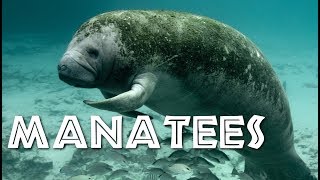 All About Manatees for Children Manatee Video for Kids  FreeSchool [upl. by Nashoma473]