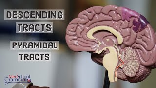 Central Nervous System Pyramidal Tracts [upl. by Sherburne]