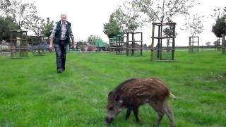 quotLolaquot  das zahme Wildschwein auf dem Erlebnisbauernhof Gertrudenhof [upl. by Renie]