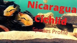 Hypsophrys nicaraguensis Species Profile [upl. by Varrian897]